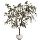 Indoor Plant 03