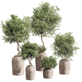indoor plant 06