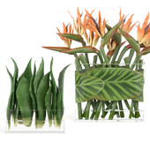 treez plants set 54