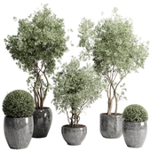 Tree Bush in a marble pot - indoor plant 575