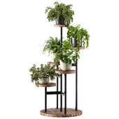 Indoor Plant Set 142
