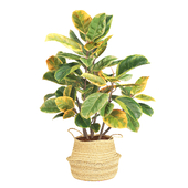 Indoor Plant Faux Banana set24