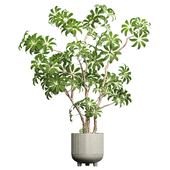 IndoorPlant10 Schefflera