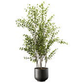 Indoor Plant Set 143