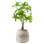 Indoor Plant Set 145