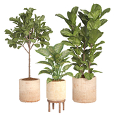 Fiddle Fig and Dieffenbachia Plant set26