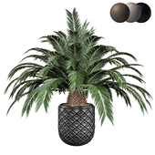 Indoor plant set 02