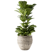 Indoor Plant Set 146