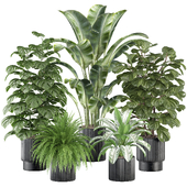 indoor plant 07