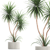 IndoorPlant13 Yucaa