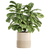 Indoor Plant Set 071