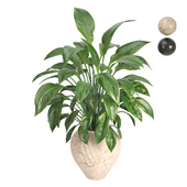 Indoor Plant Peace Lily Spathiphyllum set27
