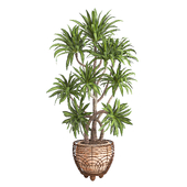 Indoor Plant set29