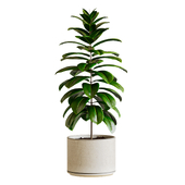 Plants ficus elastica TA 3