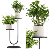 Indoor Plant Set 147