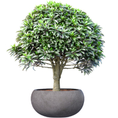 Decorative tree,shrub,shrub,plant in a modern stone pot,vase,urn for Porch ,Terrace,balcony,Entrance group