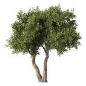 Olive Tree Set.166