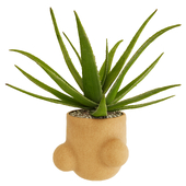 Aloe vera