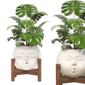 Decorative plant Open Mind