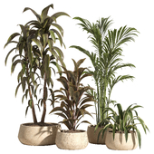 indoor plant set 89