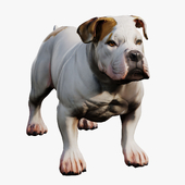 bulldog