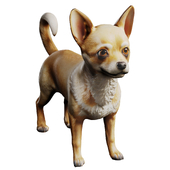 Chihuahua