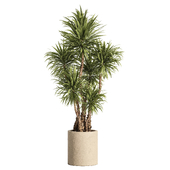 indoor plant 04- stone pot
