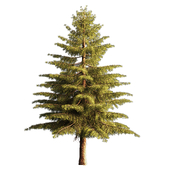 Pine Tree 01