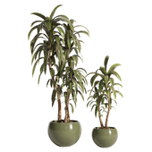 indoor plant 05-green pot