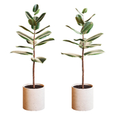 Ficus Elastica plant 01