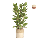 Indoor plant Ficus set30