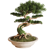 indoor plant