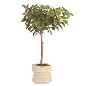 Indoor Plant Orange Ficus set31