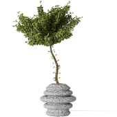 Outdoor Plant 01