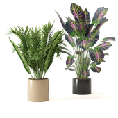 Indoor Plants Set 0013