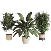 indoor plant