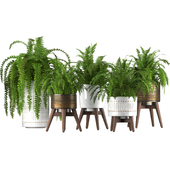 Fern Plant Set