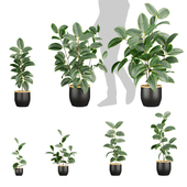 Collection plant vol 617 - Rubber - Ficus elastica - pot