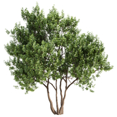 Myrica cerifera Tree Set 010