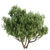 Myrica cerifera_Tree Set 011