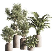 Indoor Plant Set 158