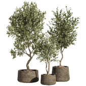 indoor plant set 90