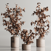 Indoor Plant Set 161 Dry Plants
