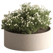 Outdoor Plants 673 - White Flower