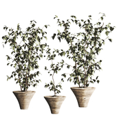 Indoor Plant Set 162