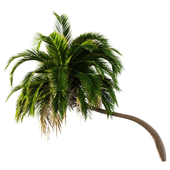 Palm tree 002