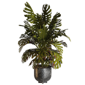 indoor plant 010