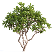 Plumeria Tree - Tree Set 012