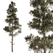 Pinus Pine Tree Set 392