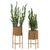 Zamioculcas Wicker Pot